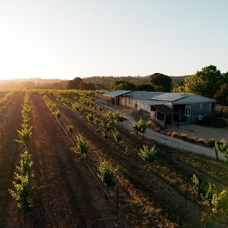 Bed In A Shed Vineyard Stay Watervale Buitenkant foto