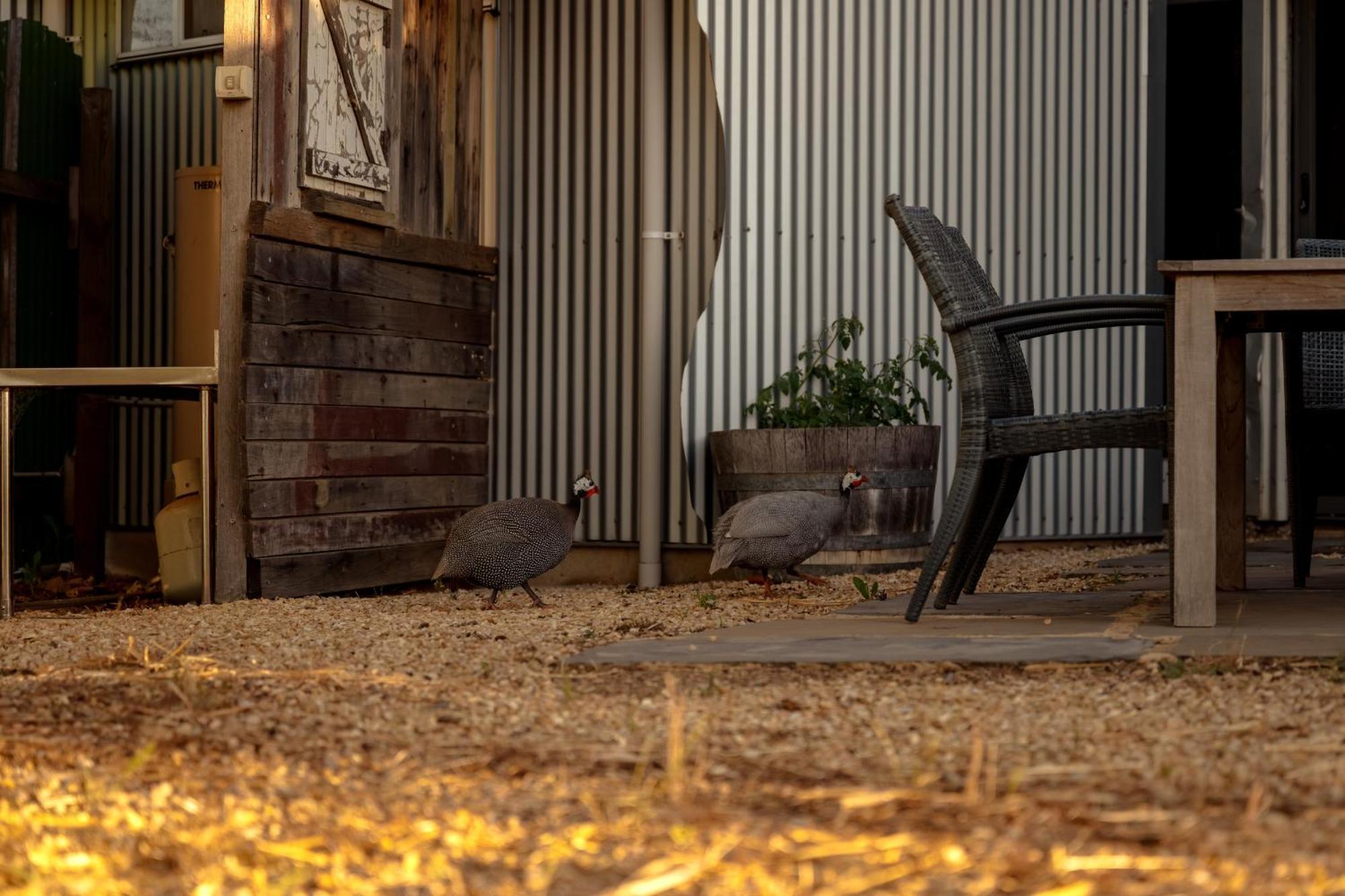 Bed In A Shed Vineyard Stay Watervale Buitenkant foto